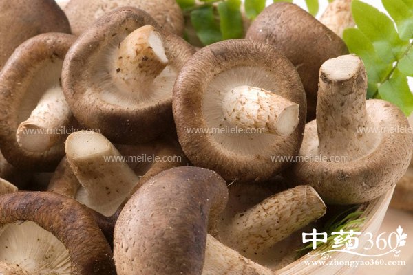 dongmaiyinghuachishenmehao