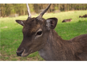 ����¹�׵�ʳ�÷��� ¹��Ƭ�Ĺ�Ч