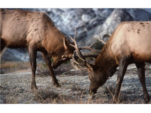 ¹����ô��Ч���� ¹�׵Ĺ�Ч����