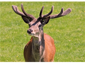 ¹Ѫ꿧Ƭ ¹ѪƵĹЧ