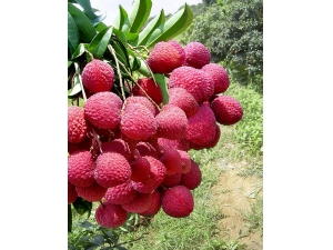 ��ʲô����׳�� ����ʳ����������Խ��Խ��