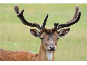 ������Գ�¹���� ��Щ�˳�¹���кô�