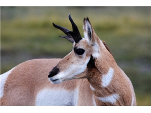 �������ܳ�¹���� �������ʿɳ�¹�׵���