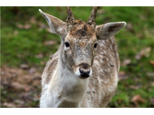 ����¹�׺û���¹�޺� ¹��¹�޹�Ч���в�ͬ