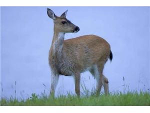 ¹����Ƭ���� ����¹���ʺ��ݾ�