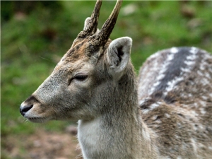 ��¹�׵ĺô� ��Щ����ñ��