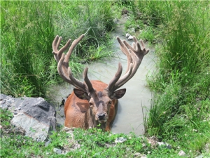 ¹׺ɽҩ֥һ ɽҩҩüֵ