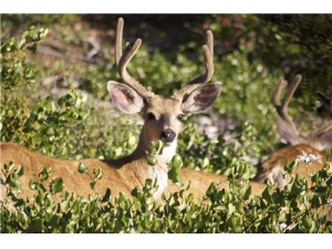 �˲�¹���ĸ�Ч���� �˲���ˮ�ȵĹ�Ч