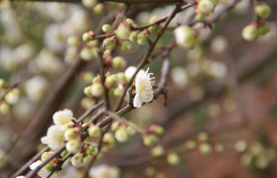 白梅的功效与作用