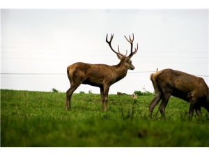 ¹����ȡ������� ¹���ĸ���λ��