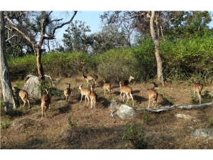 ������¹�׺�÷��¹¹�׵����� ¹�׵�ʳ�÷���