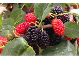 �ļ���ɣ���ܽ�Ƣθ �������������