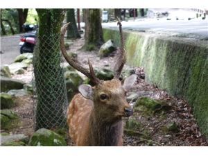 ȫ��¹������ ȫ��¹�׵ĳԷ�