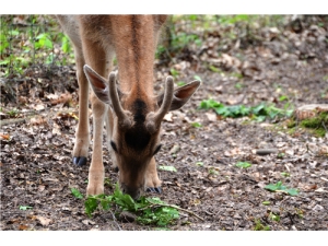 ¹�ײ��ʺ���Щ�˳� ¹�׵Ķ��ֹ�Ч