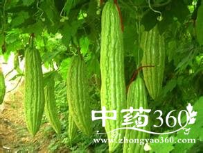 苦瓜图片大全