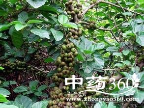 <a href='https://www.zhongyao360.com/z/wuzhimao/' target='_blank'>五指毛</a>桃图片大全