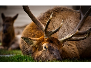 ��¹����÷��¹�׵����� ¹���ݾƵĺô�