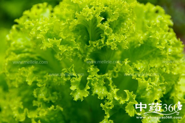 shengcaideyingyangjiazhijigongxiao