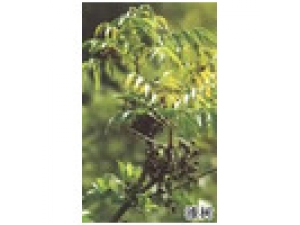 ����_����Ĺ�Ч����|�÷�����