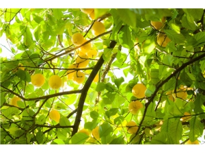 ������ô��ˮ�ȼ��� ��������С����