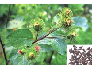 ��ţ������������Щ