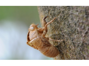 ���ɵĹ�Ч�����ý���