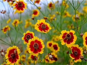 ��ɽѩ�յĹ�Ч������