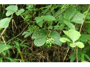 ���ٵĹ�Ч������