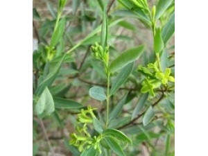 �˸�����Ч������