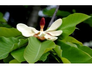 ���ӵĹ�Ч�����ü����� ���ӵ�ҩ�ü�ֵ