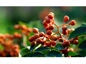 ������ˮ�Ĺ�Ч������