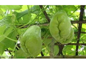 ���ֹϵ�Ӫ����ֵ ���ֹϵĹ�Ч������