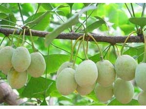 ���ӹ��Ĺ�Ч������ ���ӹ���Ӫ����ֵ