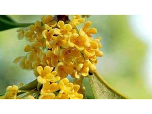 �𻨵Ĺ�Ч������