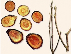 ��֦�Ĺ�Ч������ ��֦��ҩ�ü�ֵ