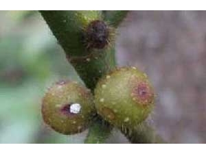 ��ָë�ҵĹ�Ч������ ��ָë�ҵ�Ӫ����ֵ