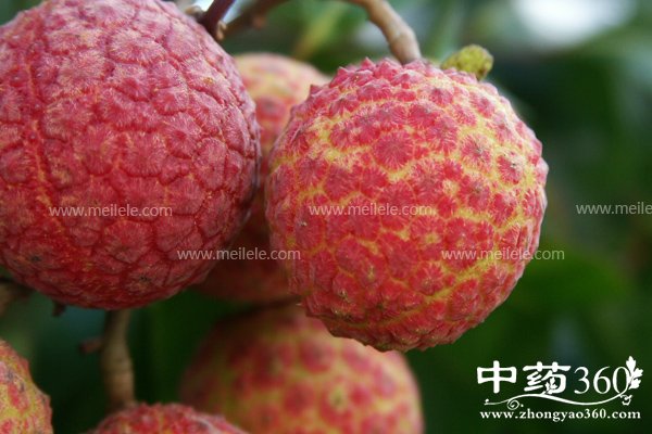 lizhideyingyangjiazhijigongxiao 