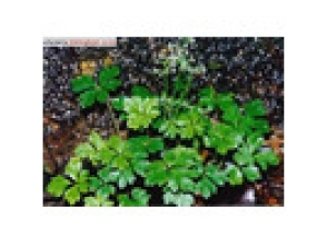 �ڶ�Ű�_�ڶ�Ű�Ĺ�Ч|�÷�����