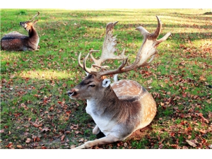 ¹�׷�ù��ô���� ¹�׵Ĳ�ͬ����