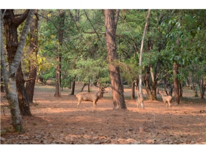 ¹�׵�ҩ�ü�ֵ ���˷���¹�׵���Ⱥ