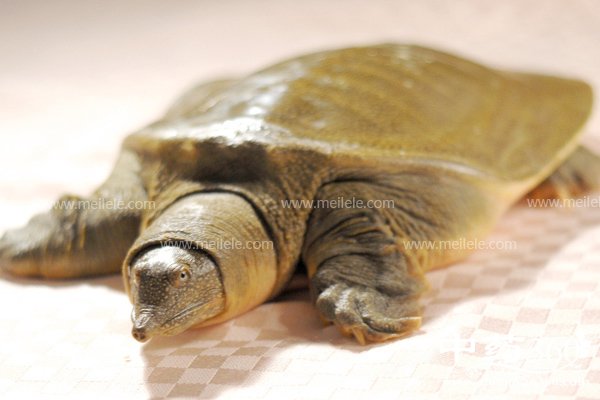 jiayudeyingyangjiazhijigongxiao