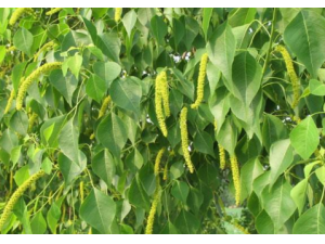 �������Ӫ����ֵ ��ô��Ӫ����ֵ��