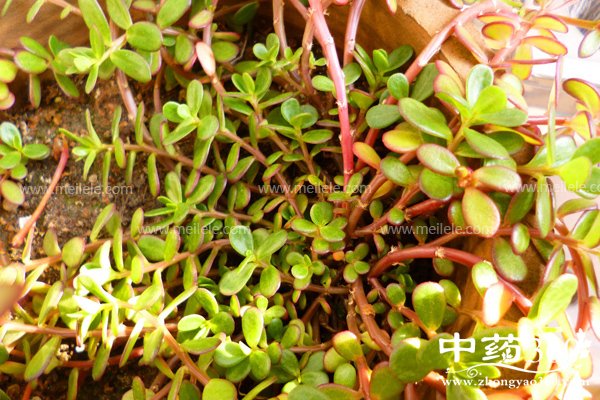 machixiandeyingyangjiazhi