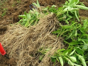 �ļ������෢ ��ע����ʳ����