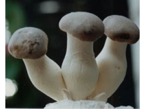 �ӱ�����ʳ������ �ӱ�����Ӫ������