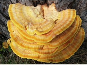 ��ô��������֥ ����������ѡ��֥