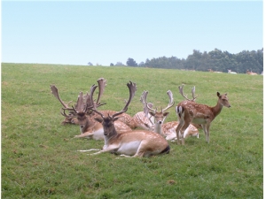 �����ܳ�¹���� ¹�׵���ʳ����