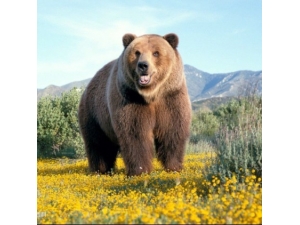 �ܵ��۵Ĺ�Ч��ʲô �ܵ��۵�Ӫ����ֵ