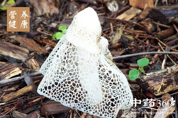 zhusundeyingyangjiazhijigongxiao