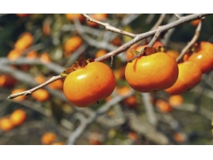 Ұ���ӵĹ�Ч������ Ұ���ӵĽ���